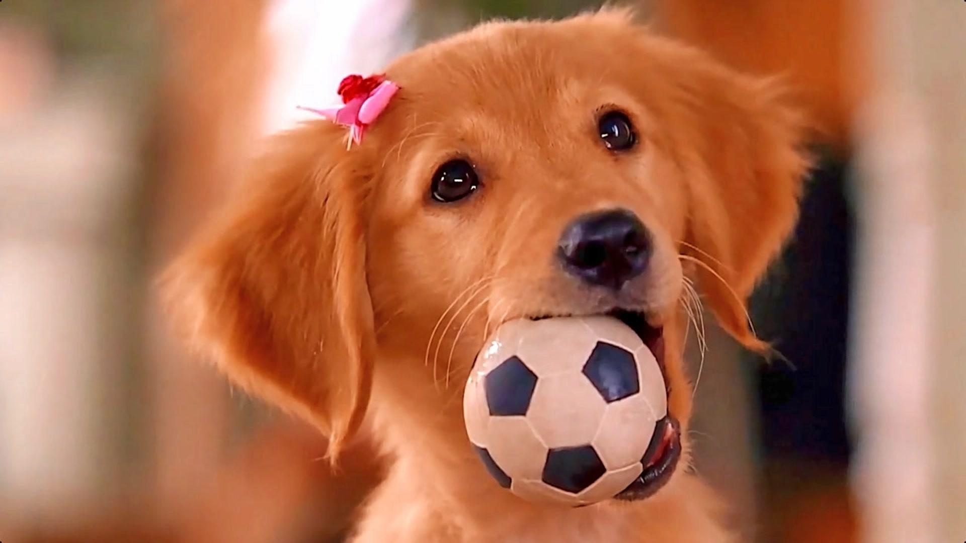 美洲狗战胜太空人,泰勒·希罗彻发威 美洲狗战胜太空人,泰勒·希罗彻发威